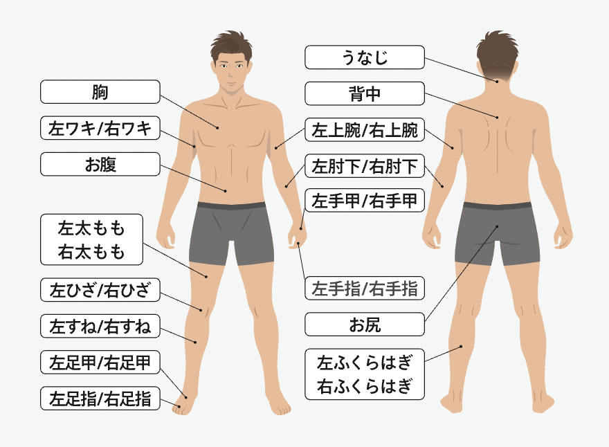 レジーナクリニックオム全身脱毛範囲